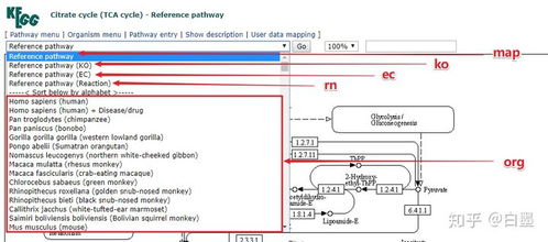 KEGG数据库与通路图 一文快速读懂与数据处理指南
